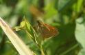 Butterflies: Large Skipper (Ochlodes faunus)